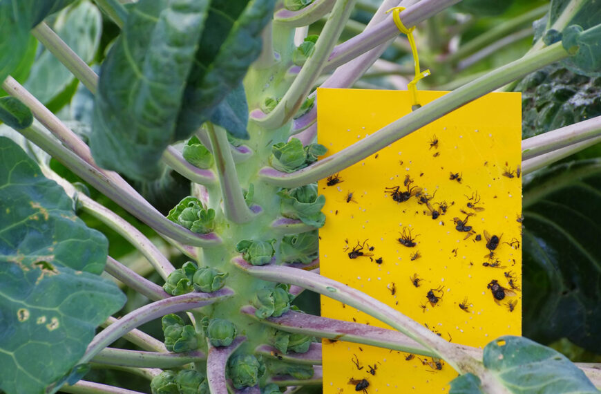 Dit is hoe je muggen rond je planten definitief kunt elimineren