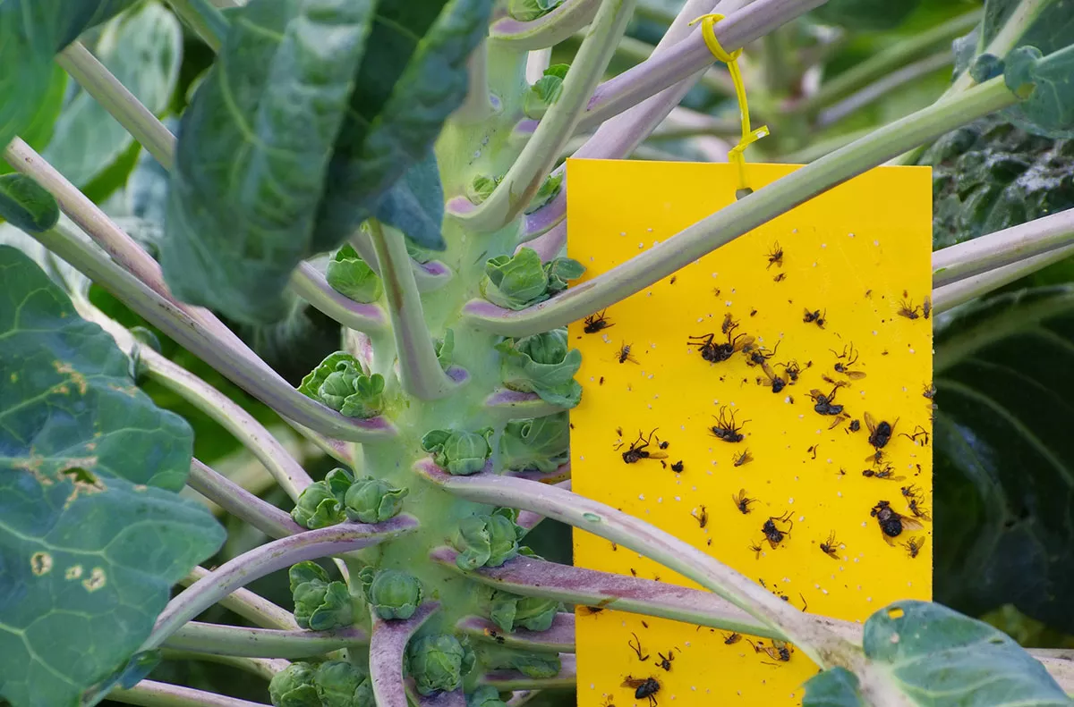 Dit is hoe je muggen rond je planten definitief kunt elimineren