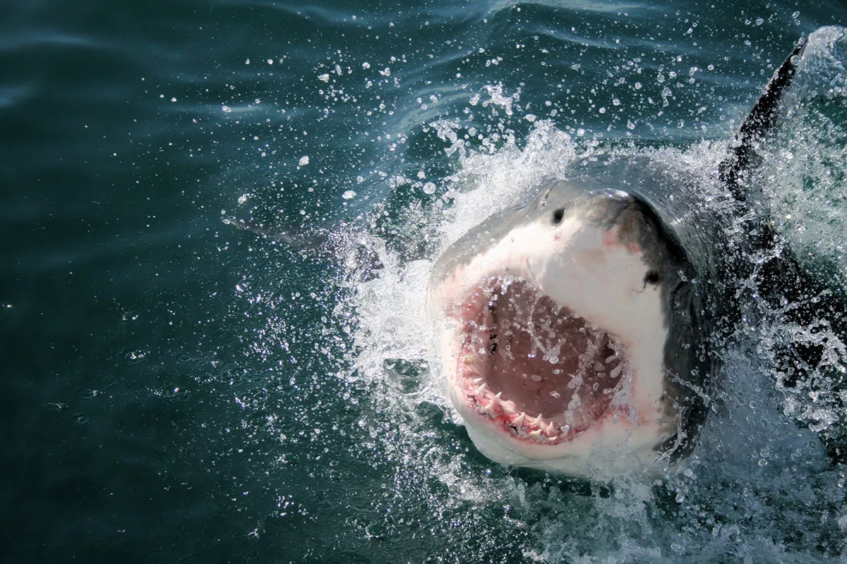 Een Duitse toeriste sterft na een haaienaanval voor de kust van de Canarische Eilanden