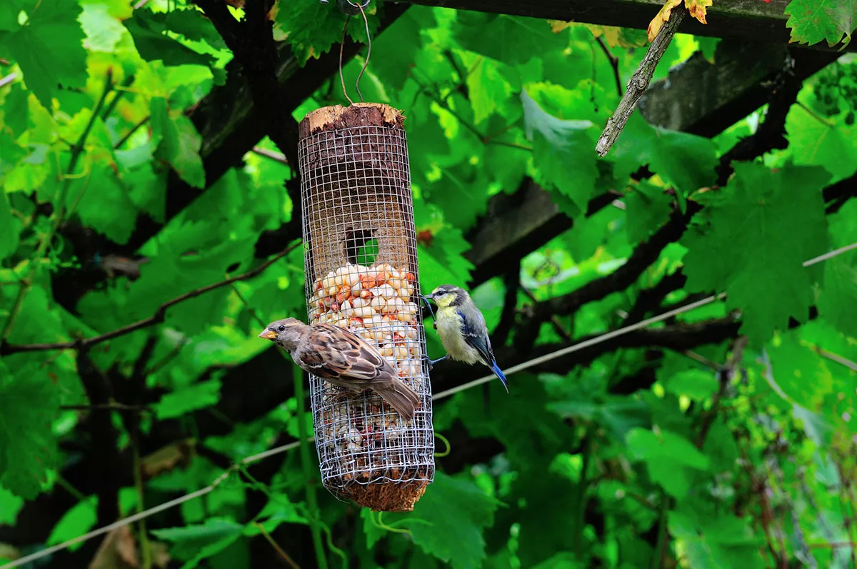 Pas op voor deze veel voorkomende fout bij het voeren van vogels in de herfst, het kan fataal zijn