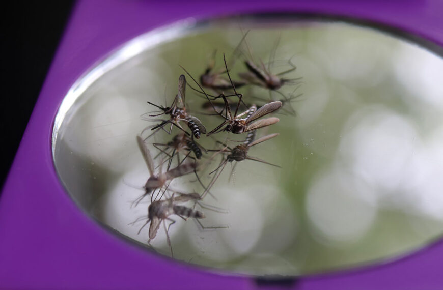 Techniek van glas om op eenvoudige en effectieve wijze alle muggen te elimineren