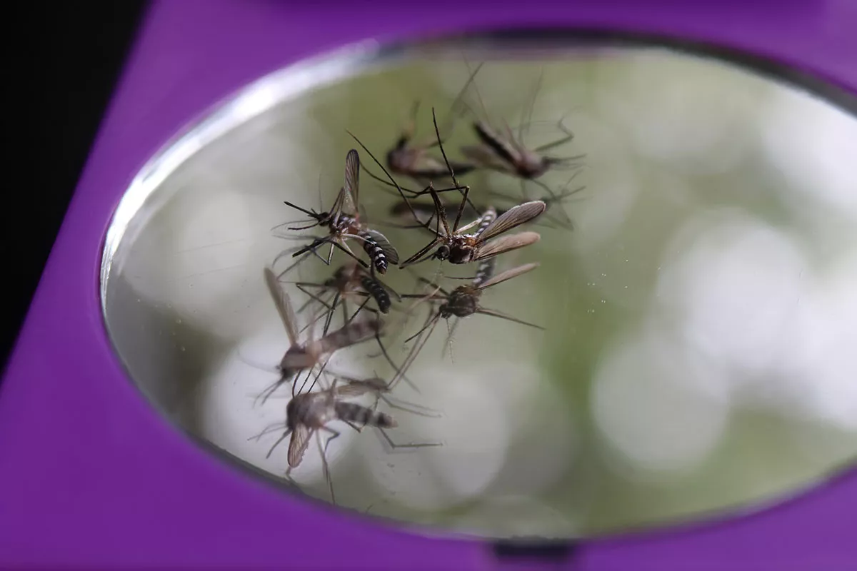 Techniek van glas om op eenvoudige en effectieve wijze alle muggen te elimineren