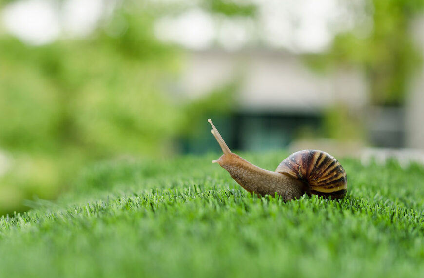 Zoek niet langer! Deze tuinexpert deelt zijn beste natuurlijke tips tegen slakken en naaktslakken.