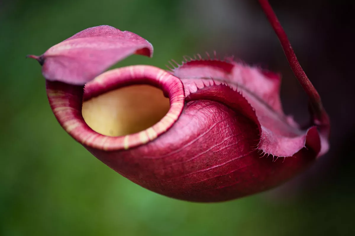 Deze angstaanjagende planten zijn ideaal voor het decoreren van je huis tijdens Halloween