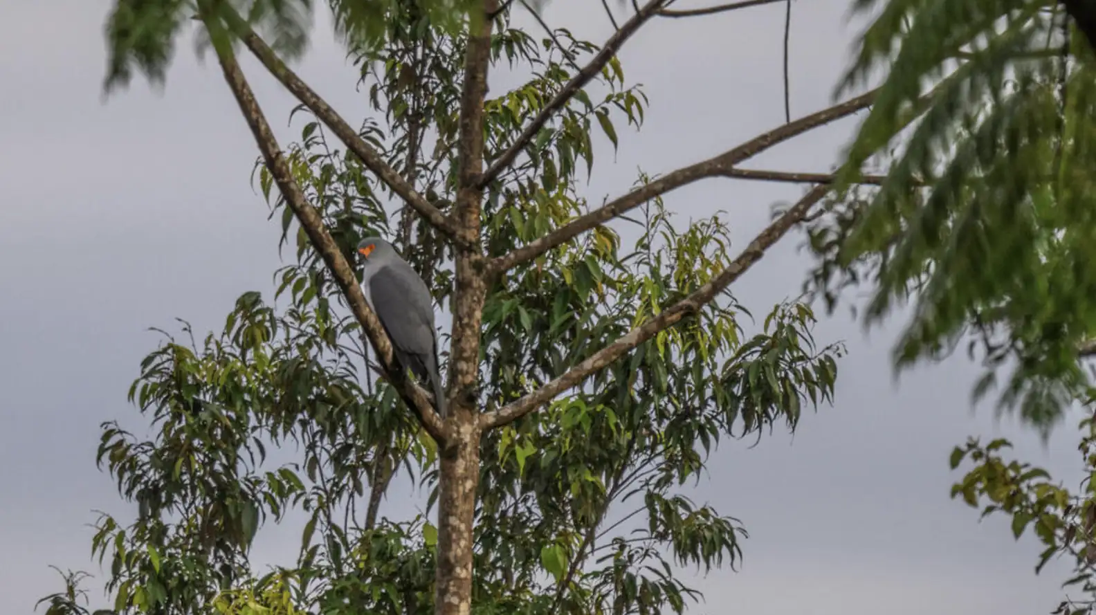 Nieuw-Brittannië Goshawk