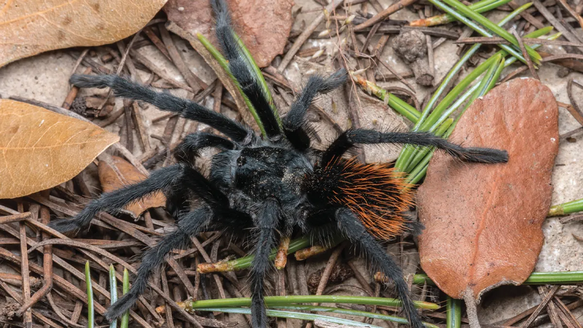 aphonopelma-jacobii-l